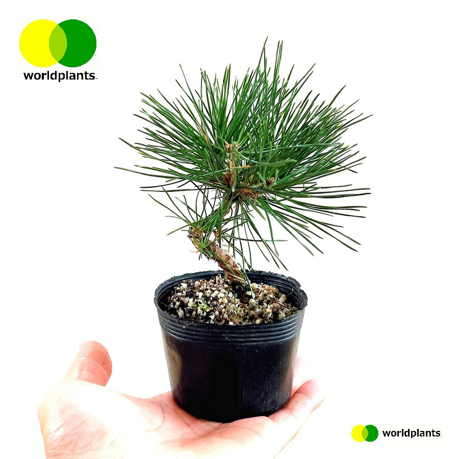 手入れされた松の木 大きめ 木製鉢アカマツ 盆栽 松 赤松 樹高 約16cm あかまつ Pinus densiflora アカマツ