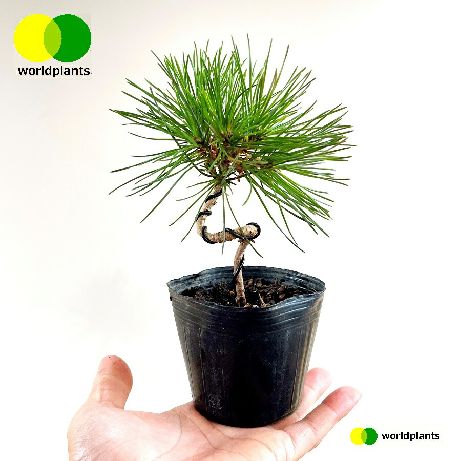 楽天市場】楽しめる素材♪松ぼっくりから黒松（クロマツ）3号苗×1 : e