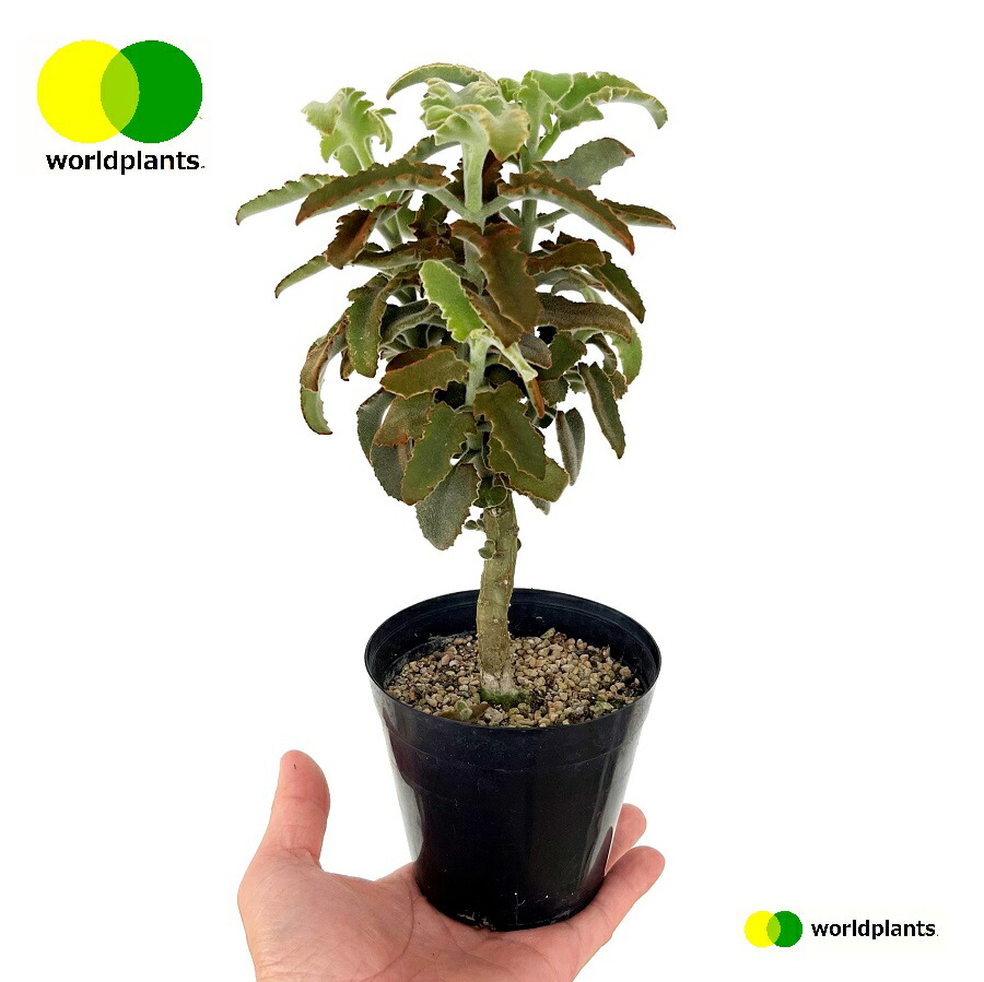 カランコエ 『ファング』大株 | すべての商品 | | Junk sweet Garden