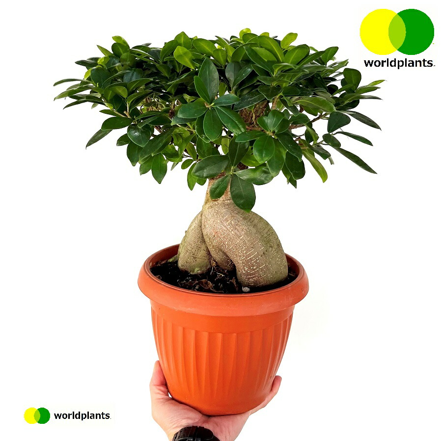 楽天市場】ガジュマル（超幹太） 7.5号 プラスチック鉢 1鉢