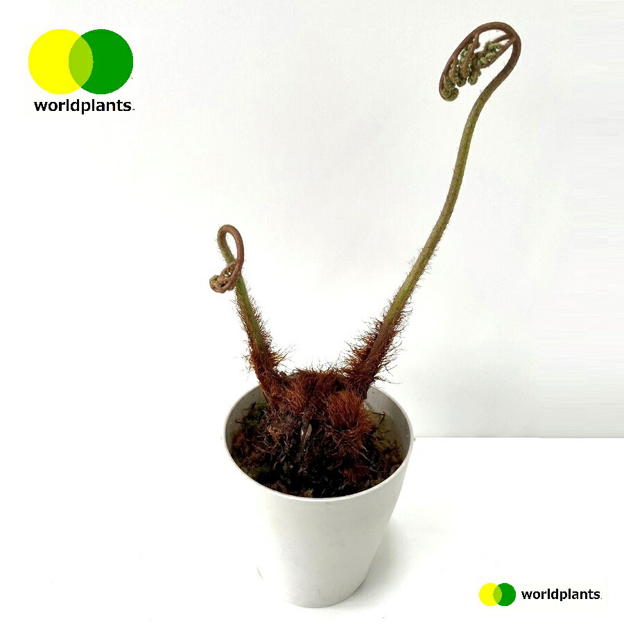 楽天市場】おしゃれ 観葉植物 キンモウコウ：ゴールデンモンキー