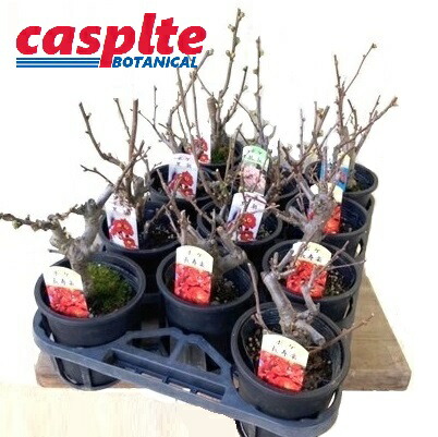 楽天市場】寒ボケ(寒木瓜) 雪小町（白花）4号鉢盆栽仕立て苗(c1