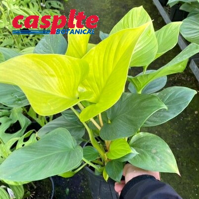 楽天市場】ホマロメナ サンシャインジェム 6号ポット苗 : 苗木部 by