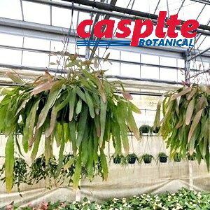 【ケース販売：2入】 リプサリス（ラムローサス） 7号 プラスチック 吊り鉢 2鉢 リプサリスラムローサス Rhipsalis elliptica casplte250