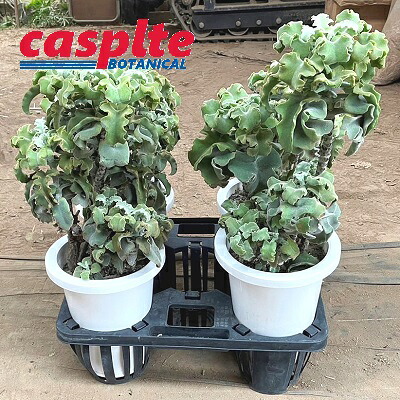 【ケース販売：4入】 カランコエ （ベハレンシス： 仙女の舞）4鉢 7号 プラスチック鉢 多肉 多肉植物 KalanchoeBehalensis casplte280