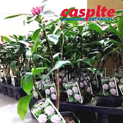 楽天市場】ジンチョウゲ（沈丁花）1鉢 3.5号 ポット苗 1鉢