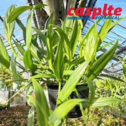 【ケース販売：2入】 ラフィドフォラ（プラチナリーフ） 7号 プラスチック製 吊り鉢 2鉢 Rhaphidophora exotic Platinum Leaves casplte250