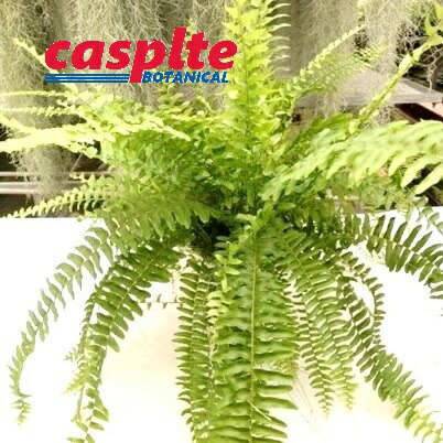 【ケース販売：6入】 ネフロレピス（ネバダ） 6号 プラスチック鉢 6鉢 Nephrolepis Nevada casplte250