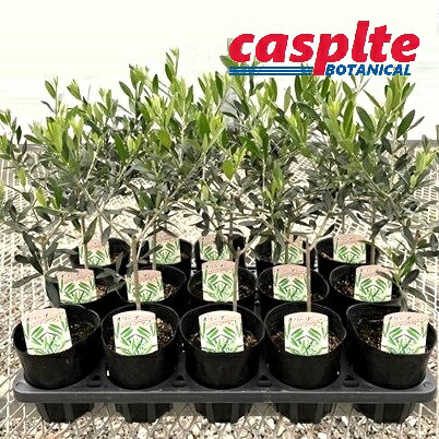 【ケース販売：15入】 オリーブ（エルグレコ） 3.5号 ポット苗 15鉢 オリーブエルグレコ Olea europaea casplte280｜ランドファーム