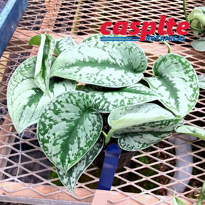 【ケース販売：12入】 スキンダプサス（トレビ―） 3.5号 プラスチック鉢 12鉢 スキンダプサストレビー Scindapsus pictus'Trebie' casplte250