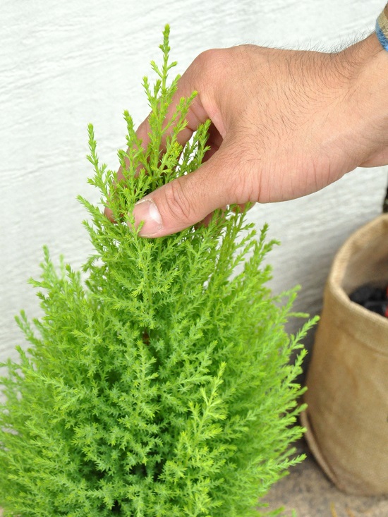 楽天市場 New ゴールドクレスト 灰色 テラコッタ鉢に植えた コニファー鉢植え Moss Pot コニファ 成長速度の速い植物 寄せ植えや お庭のシンボルツリーに ウィルマ クリスマスツリー クレスト 苗 苗木 ウイルマ 敬老の日 ポイント消化 観葉植物 ランドプランツ