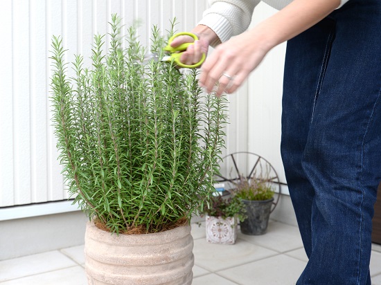 ローズマリー 頭顱植え アンティーク赤銅鉢 虫除け 虫よけの木 立気っ風 敬老の一日 科目消化 観葉草木 Glassalng Com