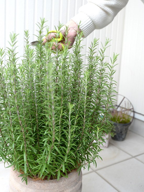 ローズマリー 頭顱植え アンティーク赤銅鉢 虫除け 虫よけの木 立気っ風 敬老の一日 科目消化 観葉草木 Glassalng Com