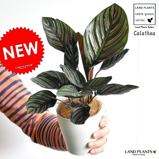 楽天市場 お試し カラテア サンデリアーナ 4号 白色 プラスチック鉢 オルナータ Calathea クズウコン 観葉植物 ランドプランツ