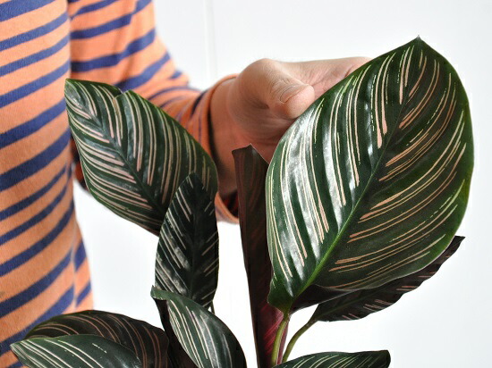 楽天市場 お試し カラテア サンデリアーナ 4号 白色 プラスチック鉢 オルナータ Calathea クズウコン 観葉植物 ランドプランツ