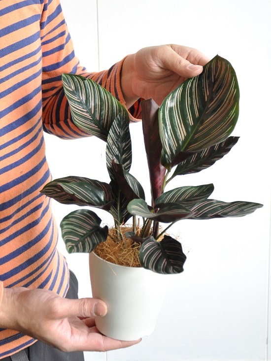 楽天市場 お試し カラテア サンデリアーナ 4号 白色 プラスチック鉢 オルナータ Calathea クズウコン 観葉植物 ランドプランツ