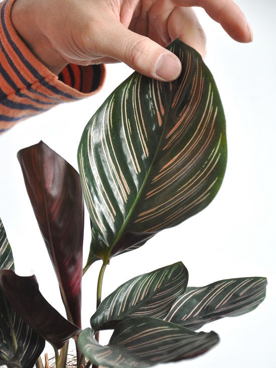 楽天市場 お試し カラテア サンデリアーナ 4号 白色 プラスチック鉢 オルナータ Calathea クズウコン 観葉植物 ランドプランツ