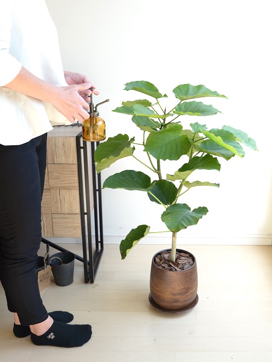 ウンベラータ ウッド風 ペイント陶器 サイズ 号 大型 観葉植物 茶色 ブラウン 陶器鉢 植木鉢 Giosenglish Com