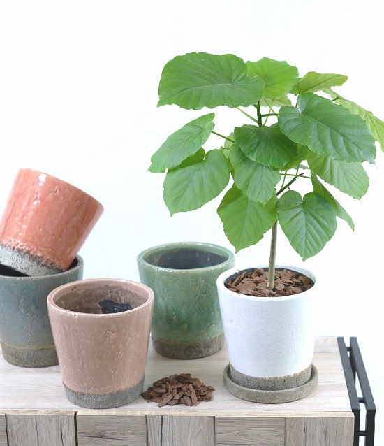 楽天市場 選べる６色 ウンベラータ ラフストーン陶器鉢 観葉植物 ５号 ６号 ランドプランツ