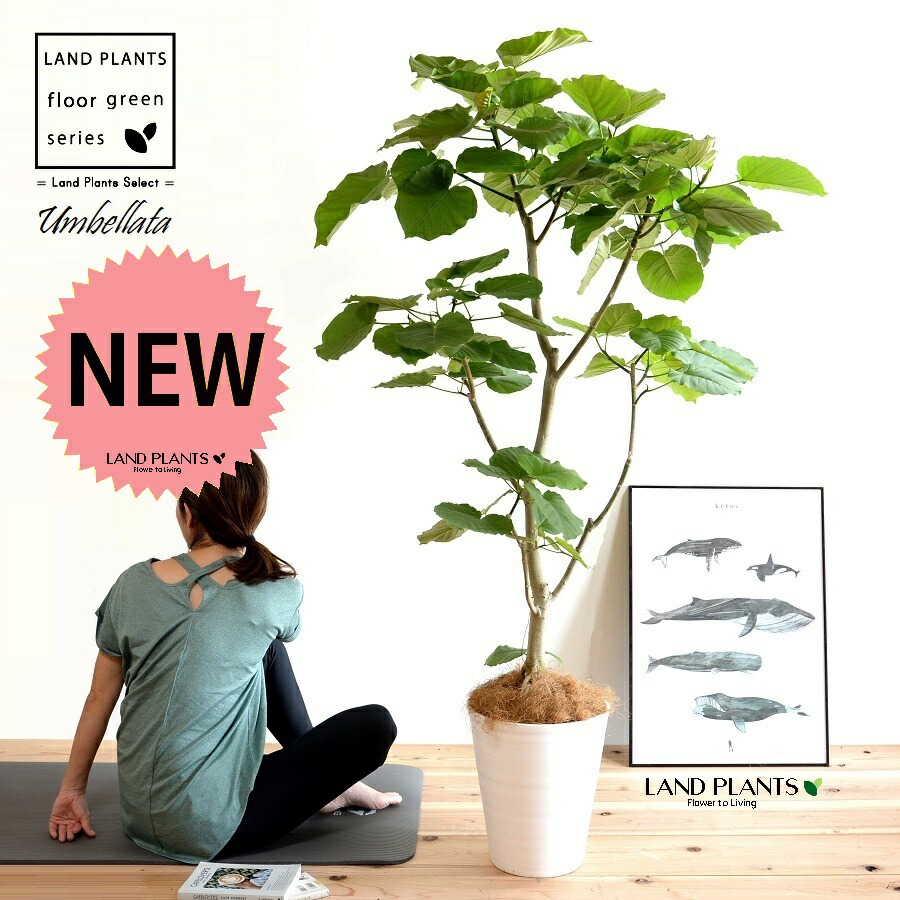 ウンベラータ（気どらずに樹形） 10号 セラアート鉢 白いこと 【ココファイバー・プラ皿】 鉢 鉢植え 鉢 プラ鉢 可塑性物質 ゴムノキ 予防医学の木 予防医学 ウンダベータ ウラニウムベタ 白 白いこと 丸 丸型 ラウンド 大型 尺 尺鉢