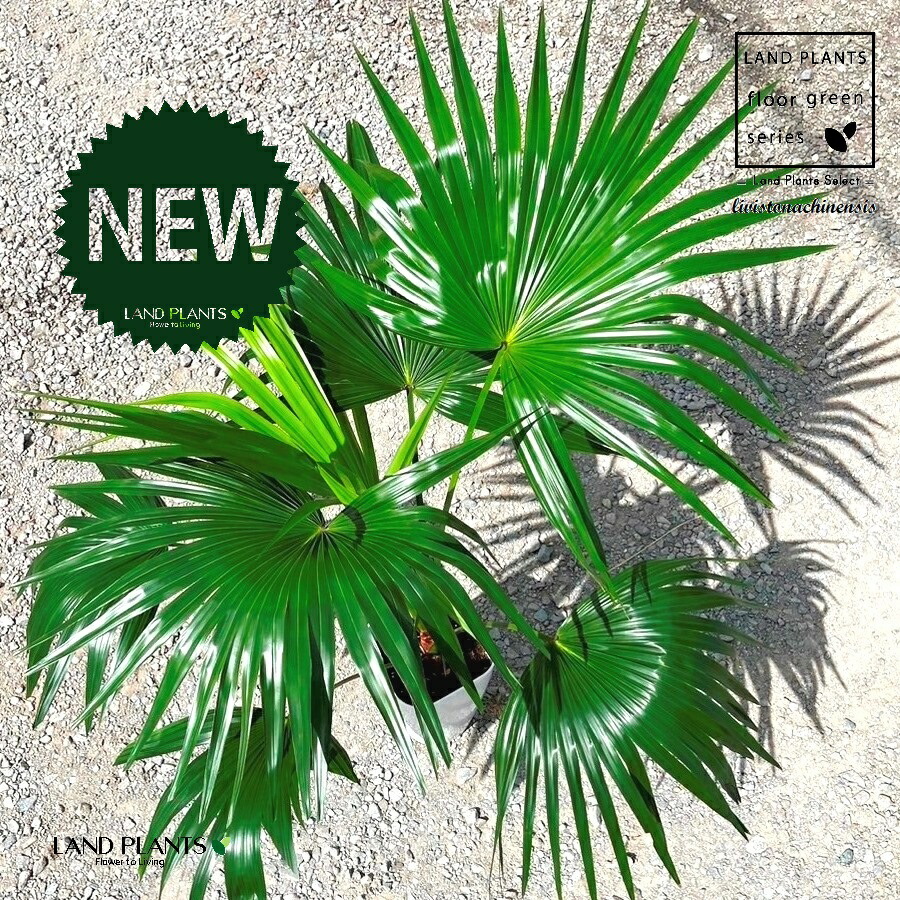 楽天市場】ビローヤシ 8号 観葉植物 ビロウヤシ うちわ 鉢植え
