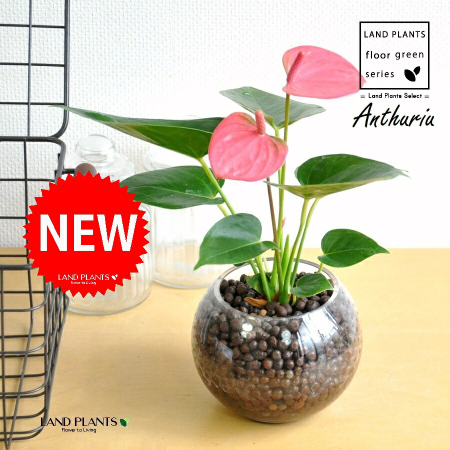 楽天市場】PLANCHU 観葉植物 アンスリウム ピンク 4号鉢 受け皿付き