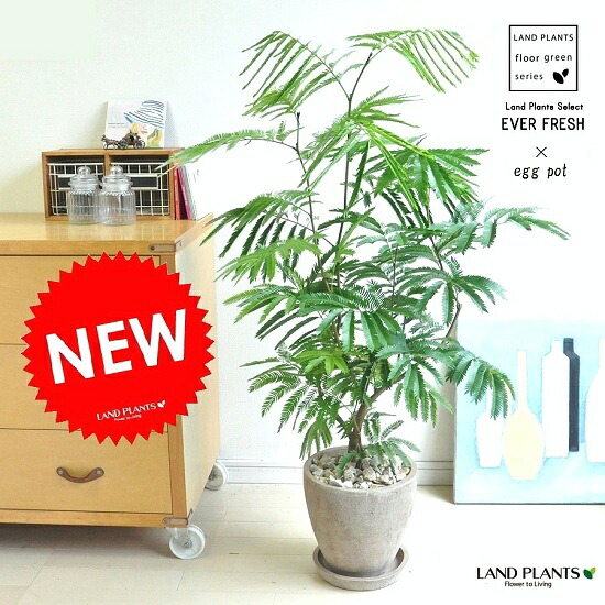 エバーフレッシュ 赤銅色 エッグポット植えた ねむの木 【茶石・受皿】 【貨物輸送無料】 見目麗しい樹形♪ 合歓の木  アカサヤネムノキ マメ科植物 豆 マメ科植物科 敬老の日 尖んがり消化 観葉草木