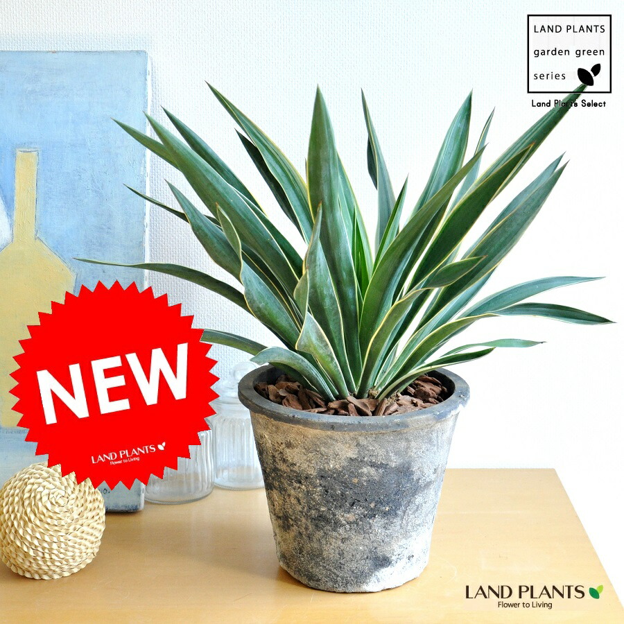 楽天市場】【現品発送】 ユッカ 苗 【センジュラン】 鉢植え