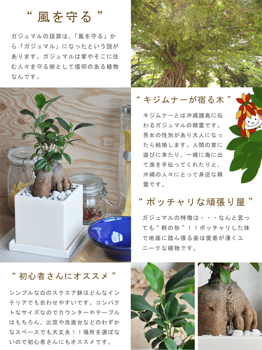 ガジュマル 幹太タイプ キューブ 陶器鉢 白色 Sサイズ 鉢植え 鉢 なえ 苗木 苗 観葉植物ホワイト 白 四角 スクエア 送料無料 Educaps Com Br