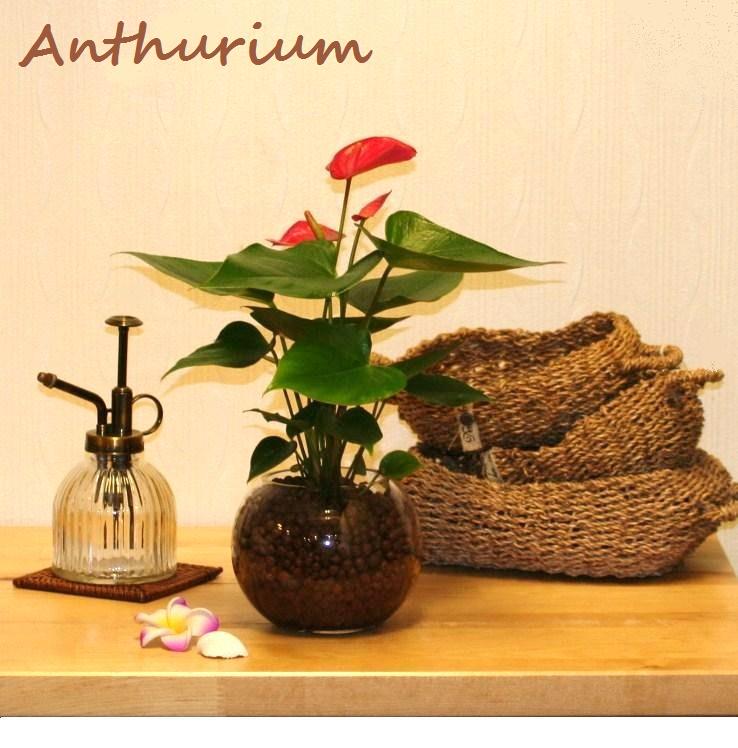 アンスリューム 赤花 ボール型 ガラス容器で育てる 水栽培 アンスリウム ハイドロカルチャー ハイドロ オオベニウチワ 丸 ガラス 花瓶 花器 観葉植物 植物 Jurisaxis Com