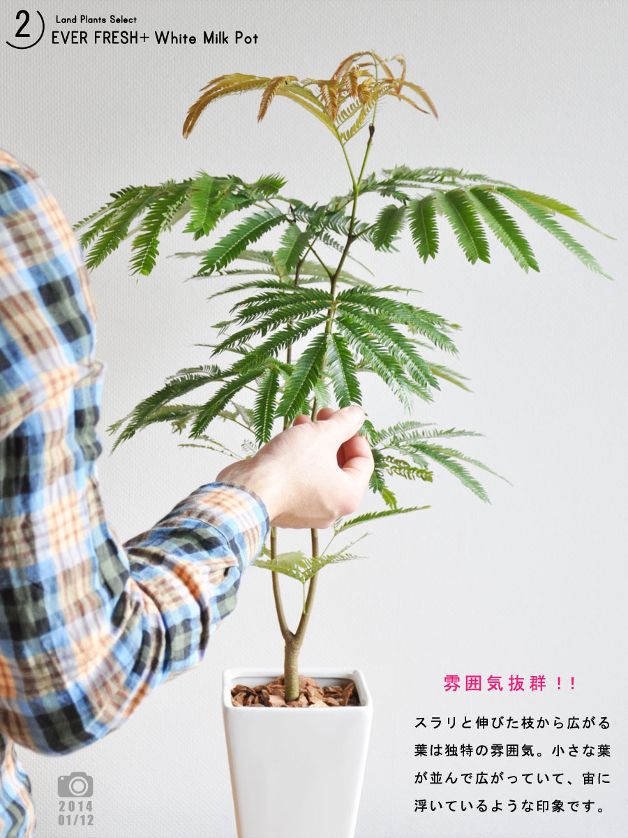 楽天市場 観葉植物 送料込 Table Green Series 白色スリム陶器鉢に植えた エバーフレッシュ 敬老の日 ポイント消化 観葉植物 Land Plants 楽天市場店