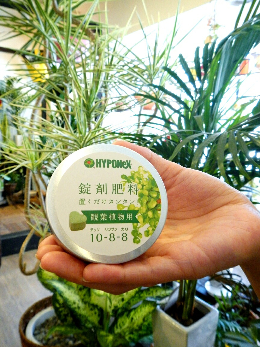 楽天市場 Hyponex ウンベラータの肥料 観葉植物用 鉢の上に置くだけ Net約70g 錠剤肥料 敬老の日 ポイント消化 観葉植物 ランドプランツ