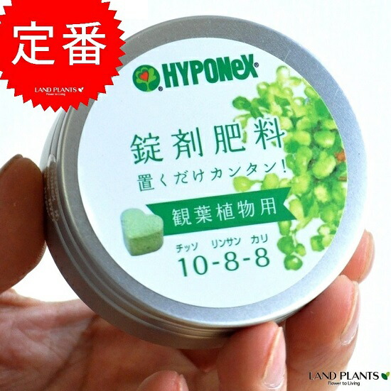 楽天市場 Hyponex ウンベラータの肥料 観葉植物用 鉢の上に置くだけ Net約70g 錠剤肥料 敬老の日 ポイント消化 観葉植物 ランドプランツ