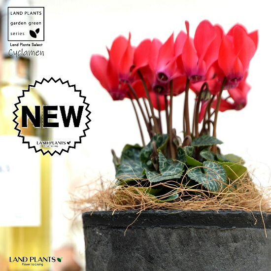 楽天市場】苗 鉢花 ユニーク ペチュニア 花衣 選べる2色 黒真珠 紅水晶