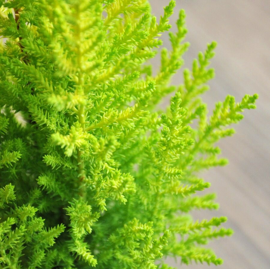 ゴールドクレスト 号 40本セット 苗木 コニファー 成長速度の速い植物 寄せ植えや お庭のシンボルツリーに ウィルマ クリスマスツリー クレスト 垣根 生垣 ポイント消化 観葉植物 敬老の日 ポイント消化 観葉植物 Prescriptionpillsonline Is