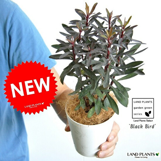 楽天市場 お試し ユーフォルビア ブラックバード 4号 白色 プラスチック鉢 ユーホルビア トウダイグサ Euphorbia Martinii Black Bird 鉢植え 寄せ植え バルコニスト カラーリーフ ポイント消化 観葉植物 ガーデニング 苗 苗木 鉢 ランドプランツ