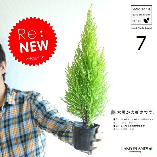 ゴールドクレスト ナンバー 竹帛書割り 若木 コニファー 養成ペースの速やか植物 寄せ植えや お園の象徴高木に ウィルマ ヨーロッパ樅 クレスト 堵 堵 点数消化 観葉植物 敬老の時世 ポイント消化 観葉植物 Hotjobsafrica Org