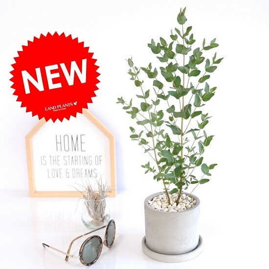 ユーカリ グニー セメント シリンダー型 陶器鉢 丸鉢 鉢植え 陶器 グレー 灰色 コンクリ コンクリート ユーカリの木 ユーカリプタス フトモモ グニ コアラ 観葉植物 送料無料 Amedf Com Br