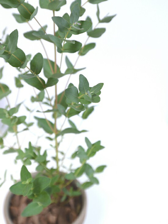 ユーカリ グニー イタリアン テラコッタ チョコレート 陶器鉢 鉢植え 陶器 茶色 テラコッタ鉢 チョコ ブラウン ユーカリの木 ユーカリプタス フトモモ グニ コアラ インテリアバーク 観葉植物 送料無料 Giosenglish Com