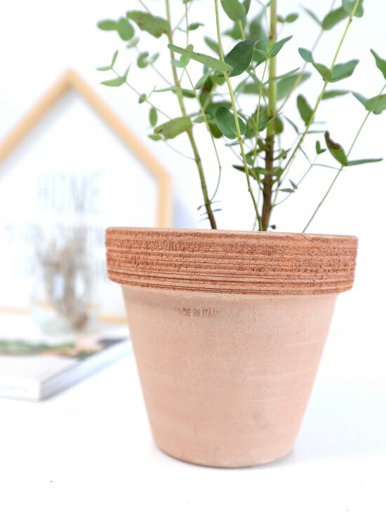 ユーカリ グニー イタリアン テラコッタ オレンジ 陶器鉢 鉢植え 陶器 茶色 テラコッタ鉢 チョコ ブラウン ユーカリの木 ユーカリプタス フトモモ グニ コアラ インテリアバーク 観葉植物 送料無料 Korkmazmauritius Com