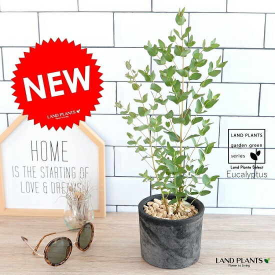 ユーカリ グニー モスポット シリンダー 黒色 陶器鉢 鉢植え 陶器 テラコッタ鉢 ブラック 灰色 灰 グレー ユーカリの木 ユーカリプタス フトモモ グニ コアラ 天然石 観葉植物 送料無料 Giosenglish Com