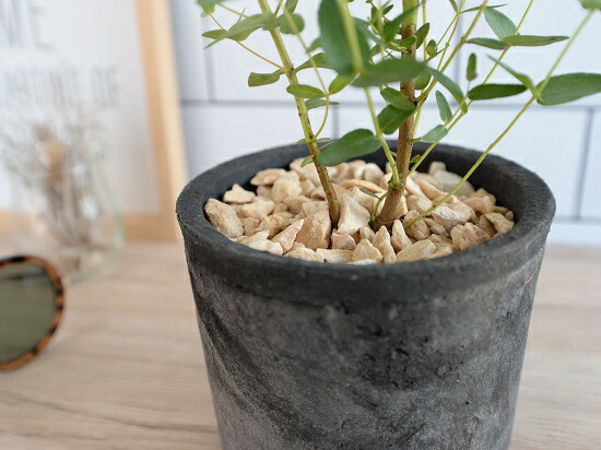 ユーカリ グニー モスポット シリンダー 黒ん坊 セラミックボール 鉢植え 陶器 テラコッタ鉢 ブラック 死灰色 灰 薄墨色 ユーカリのツリー ユーカリプタス フトモモ グニ コアラ 生れつきデコレーション石巌 観葉植物 貨物輸送無料 Fecdas Cat