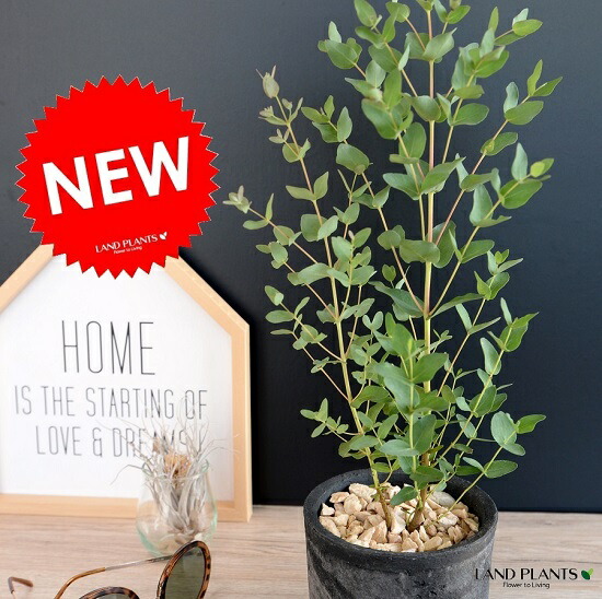 ユーカリ グニー モスポット シリンダー 黒ん坊 セラミックボール 鉢植え 陶器 テラコッタ鉢 ブラック 死灰色 灰 薄墨色 ユーカリのツリー ユーカリプタス フトモモ グニ コアラ 生れつきデコレーション石巌 観葉植物 貨物輸送無料 Fecdas Cat