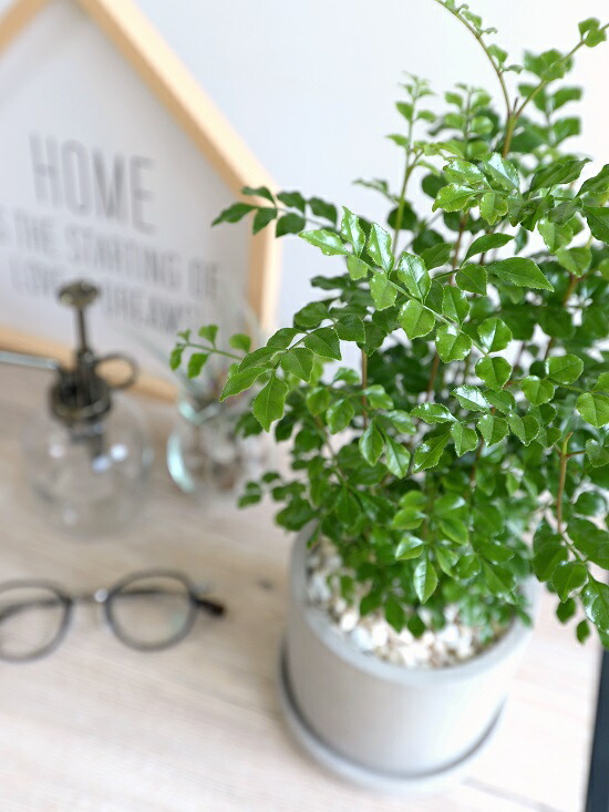 シマトネリコ セメント シリンダー 陶器鉢 島十練子 トネリコ 苗木 苗 島トネリコ タイワンシオジ 鉢植え 陶器 コンクリポット 丸形 グレー 灰色 灰 ネズミ 苔 コケ 観葉植物 バルコニスト 送料無料 Loeschenart Com