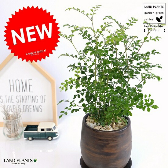 シマトネリコ ウッド風 ペイント 陶器鉢 Sサイズ 島十練子 トネリコ 苗木 苗 島トネリコ タイワンシオジ 鉢植え 陶器 ブラウン 丸形 茶色 茶 こげ茶 観葉植物 バルコニスト Crunchusers Com