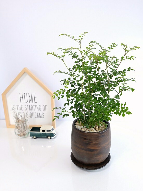 操る衣装 男女兼用上衣 緑 L