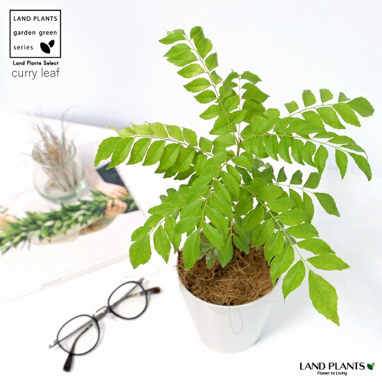 楽天市場】カレーリーフ 苗 3号ポット 【24苗セット】 ミカン科