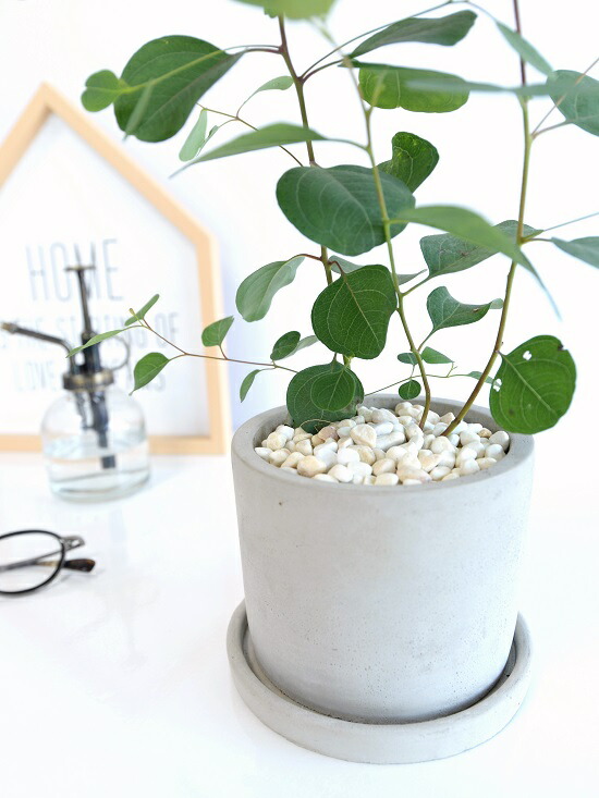 丸葉 ユーカリ ポポラス セメント シリンダー型 陶器鉢 ポリアンセモス ハートの葉 丸鉢 鉢植え 陶器 グレー 灰色 コンクリ コンクリート ユーカリの木 ユーカリプタス フトモモ グニ コアラ 観葉植物 シルバーリーフ Korkmazmauritius Com