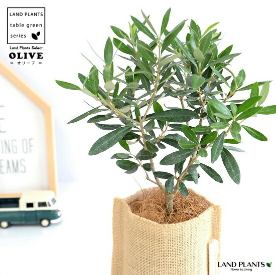 楽天市場】おしゃれ 観葉植物：オオタニワタリ ヘゴ板付 鉢カバー*麻布