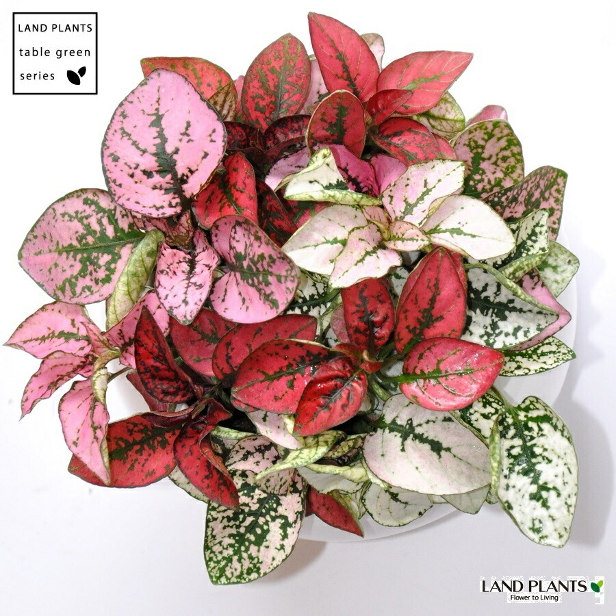 楽天市場 ヒポエステス ミックスカラー 白色 丸型 陶器鉢 黄色小石 ソバカスソウ 敬老の日 ポイント消化 観葉植物 ランドプランツ